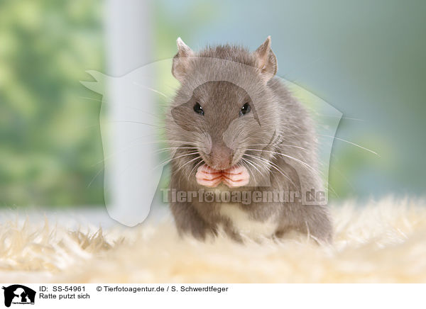 Ratte putzt sich / preening rat / SS-54961