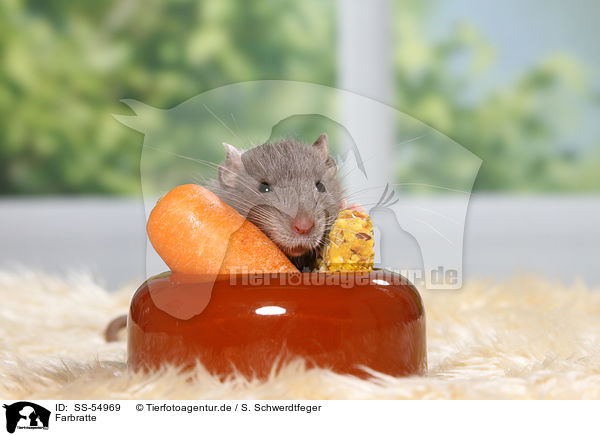 Farbratte / fancy rat / SS-54969