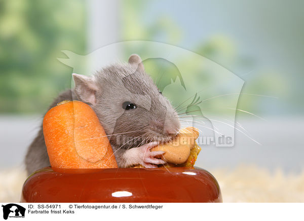 Farbratte frisst Keks / fancy rat eats biscuit / SS-54971