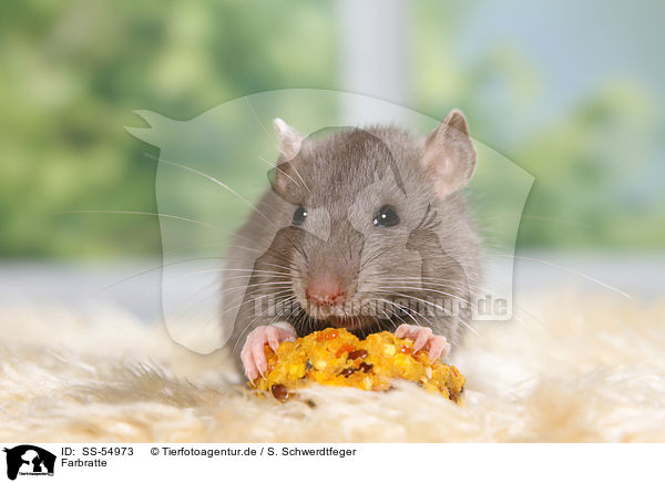 Farbratte / fancy rat / SS-54973