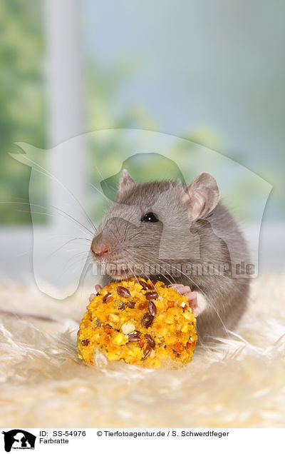 Farbratte / fancy rat / SS-54976