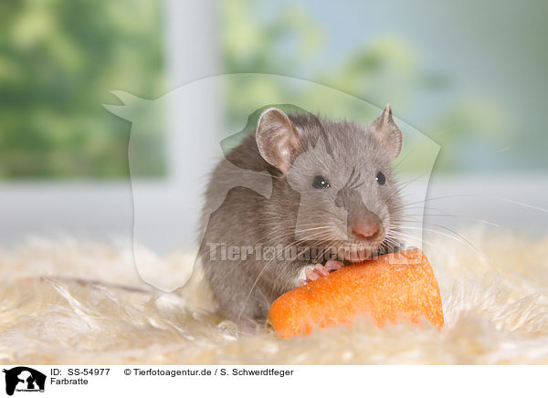 Farbratte / fancy rat / SS-54977