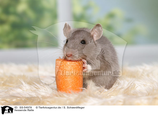 fressende Ratte / eating rat / SS-54978