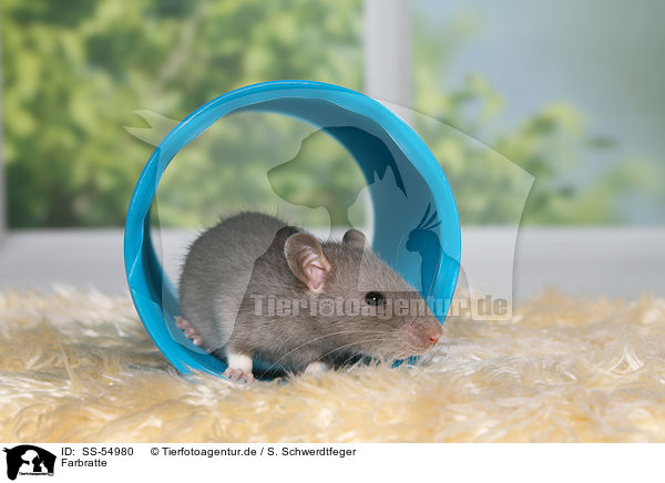 Farbratte / fancy rat / SS-54980