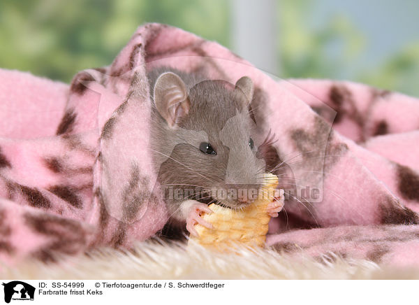 Farbratte frisst Keks / fancy rat eats biscuit / SS-54999