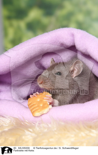 Farbratte mit Keks / fancy rat with biscuit / SS-55009