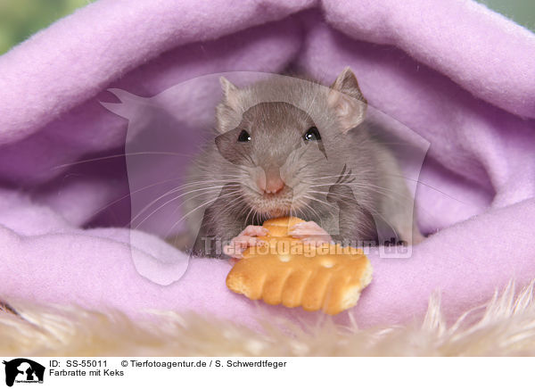 Farbratte mit Keks / fancy rat with biscuit / SS-55011