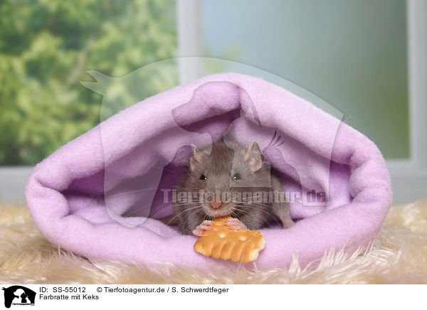 Farbratte mit Keks / fancy rat with biscuit / SS-55012