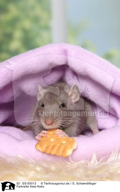 Farbratte frisst Keks / fancy rat eats biscuit / SS-55013