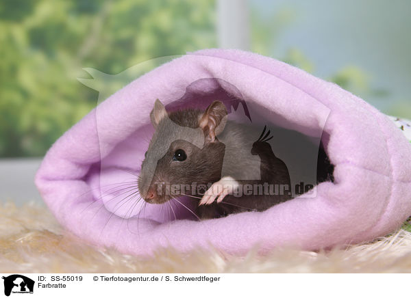 Farbratte / fancy rat / SS-55019