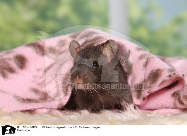 Farbratte / fancy rat / SS-55024