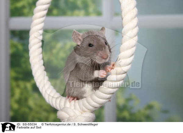 Farbratte auf Seil / fancy rat on rope / SS-55034