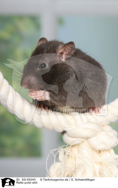 Ratte putzt sich / preening rat / SS-55040