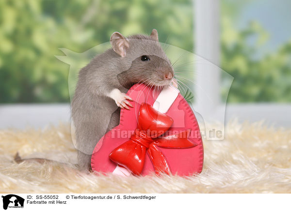 Farbratte mit Herz / fancy rat with heart / SS-55052