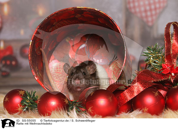 Ratte mit Weihnachtsdeko / rat with christmas deco / SS-55055
