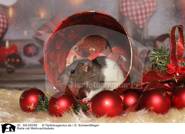 Ratte mit Weihnachtsdeko / SS-55056