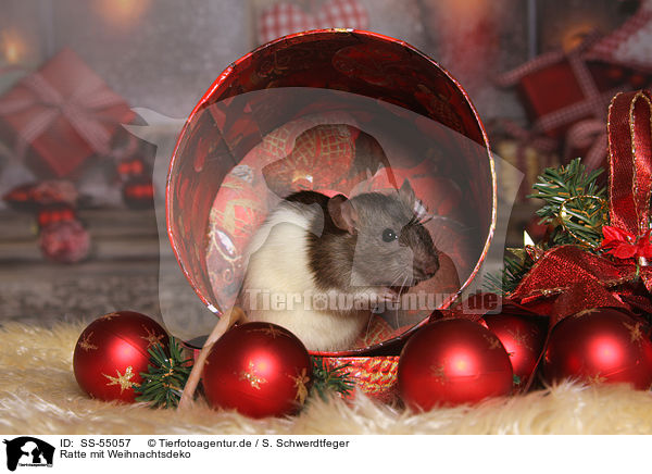 Ratte mit Weihnachtsdeko / SS-55057