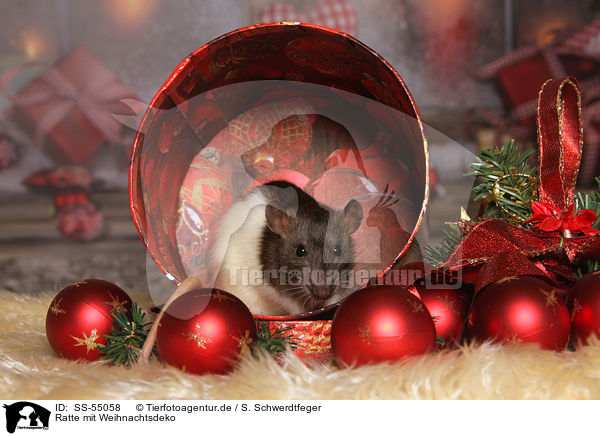 Ratte mit Weihnachtsdeko / SS-55058