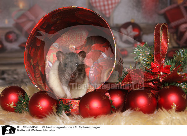 Ratte mit Weihnachtsdeko / rat with christmas deco / SS-55059