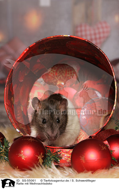 Ratte mit Weihnachtsdeko / SS-55061