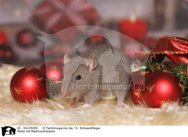Ratte mit Weihnachtsdeko / rat with christmas deco / SS-55065