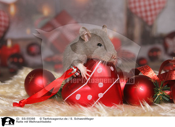 Ratte mit Weihnachtsdeko / rat with christmas deco / SS-55066