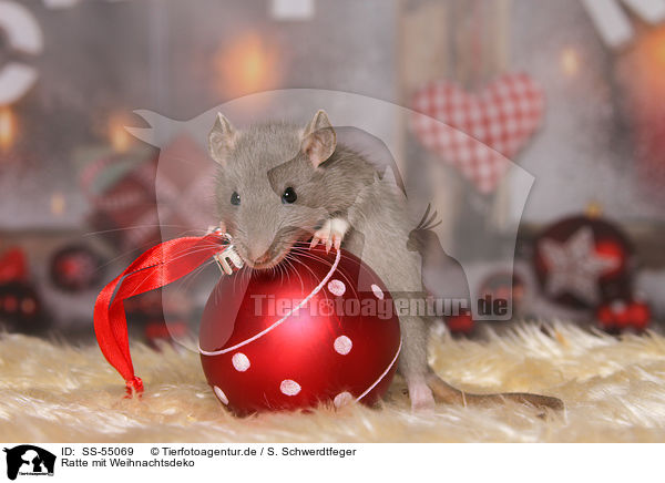 Ratte mit Weihnachtsdeko / rat with christmas deco / SS-55069