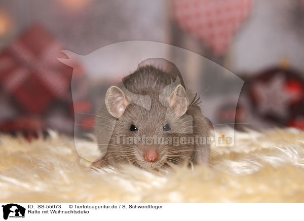 Ratte mit Weihnachtsdeko / SS-55073