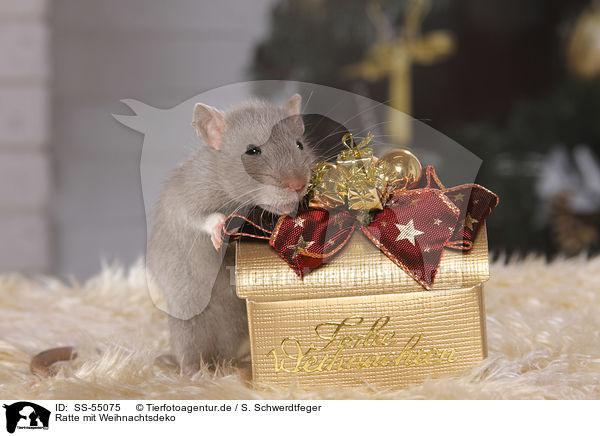 Ratte mit Weihnachtsdeko / rat with christmas deco / SS-55075