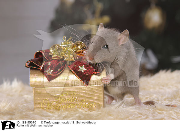 Ratte mit Weihnachtsdeko / rat with christmas deco / SS-55076