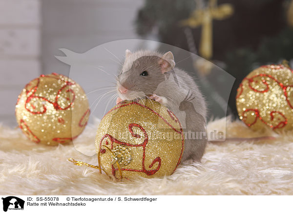 Ratte mit Weihnachtsdeko / rat with christmas deco / SS-55078