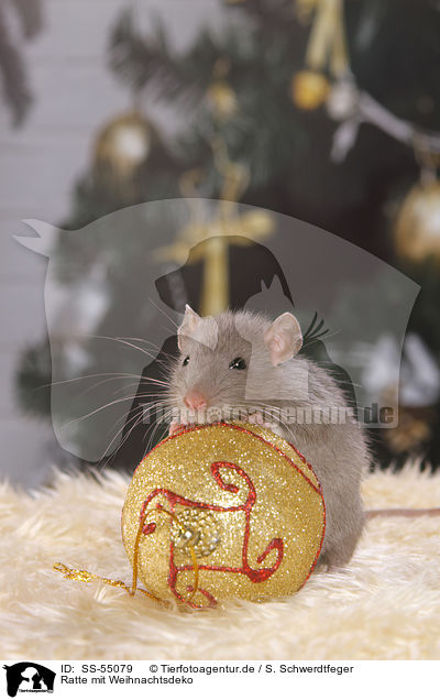 Ratte mit Weihnachtsdeko / rat with christmas deco / SS-55079