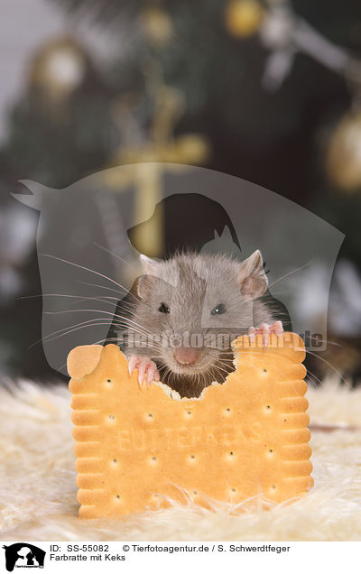 Farbratte mit Keks / fancy rat with biscuit / SS-55082