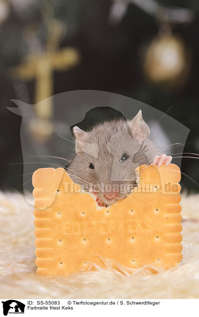 Farbratte frisst Keks / fancy rat eats biscuit / SS-55083