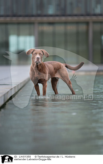 stehender Labrador-Dogge-Mix / standing Labrador-Mastiff-Dog / LH-01350