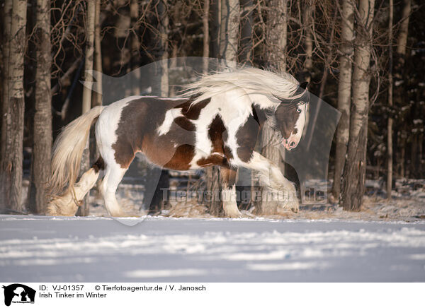 Irish Tinker im Winter / VJ-01357