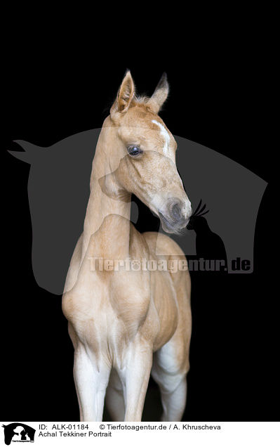 Achal Tekkiner Portrait / Akhal-Teke Portrait / ALK-01184