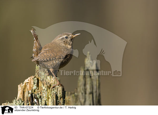 sitzender Zaunknig / sitting Eurasian Wren / THA-07224