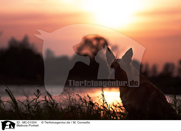 Malinois Portrait / MC-01004