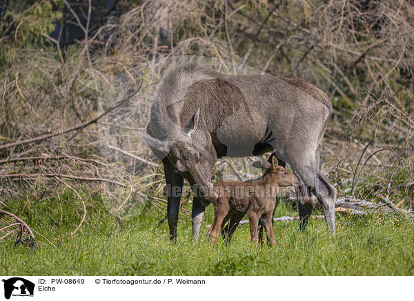 Elche / Mooses / PW-08649