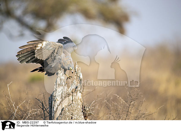 fliegende Hhlenweihe / flying African Harrier-Hawk / MBS-22297