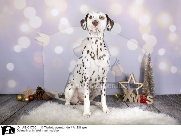 Dalmatiner in Weihnachtsdeko / Dalmatian in christmas decoration / AE-01700