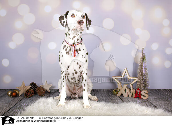 Dalmatiner in Weihnachtsdeko / Dalmatian in christmas decoration / AE-01701