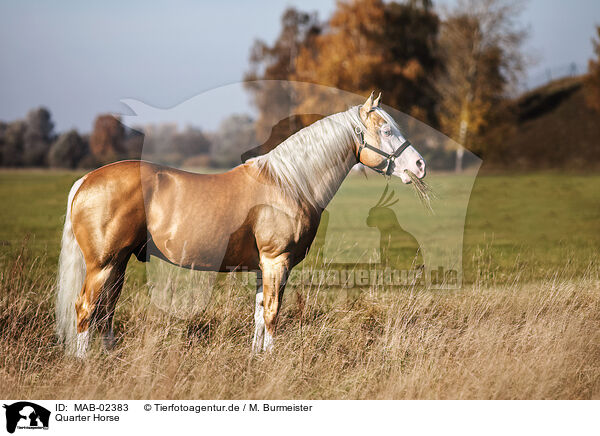 Quarter Horse / Quarter Horse / MAB-02383