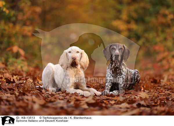 Spinone Italiano und Deusch Kurzhaar / Spinone Italiano and German shorthaired Pointer / KB-13513