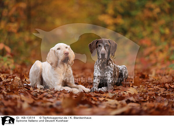 Spinone Italiano und Deusch Kurzhaar / Spinone Italiano and German shorthaired Pointer / KB-13514