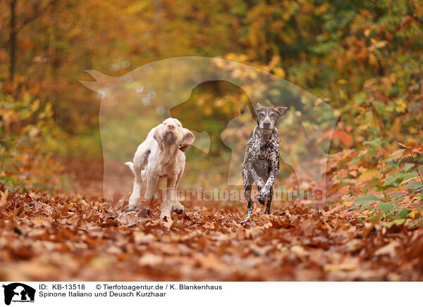 Spinone Italiano und Deusch Kurzhaar / Spinone Italiano and German shorthaired Pointer / KB-13518