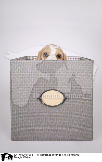 Beagle Welpe / Beagle puppy / MHO-01905