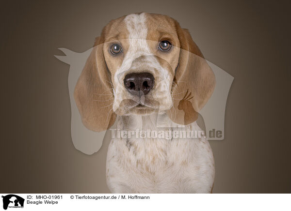 Beagle Welpe / Beagle puppy / MHO-01961