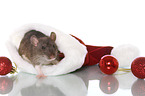 Ratte zu Weihnachten